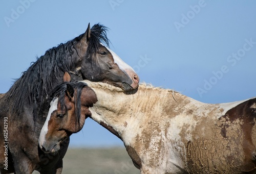 Wild horses hugging in McCullough Peaks Area in cody, Wyoming with blue sky photo