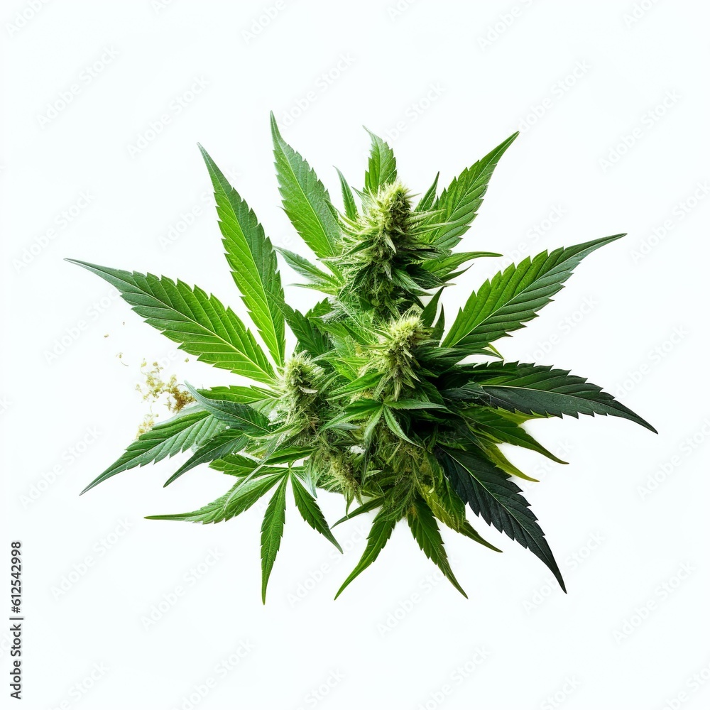 Cannabis plant, flowers, buds, ai generated Cannabis plant, flowers, buds, ai generated
