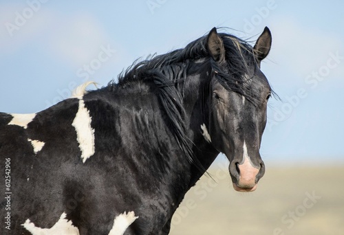 Fototapeta Naklejka Na Ścianę i Meble -  Black Mustang horse portrait and looking at the camera in McCullough Peaks Area in Cody, Wyoming