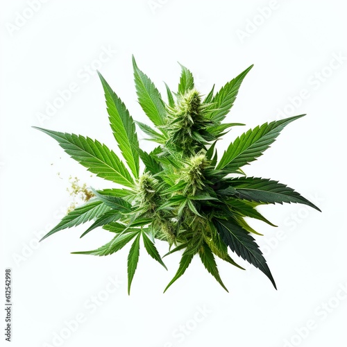 Cannabis plant  flowers  buds  ai generated