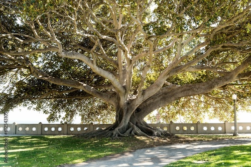 Glorious Tree from Point Fermin Lighthouse photo