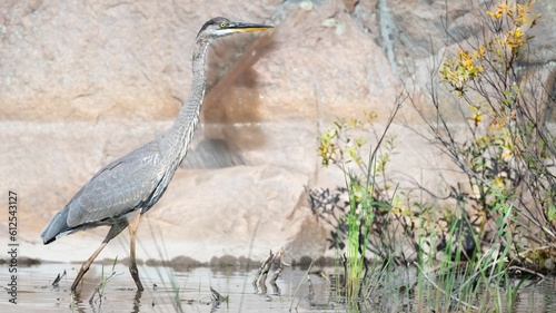 Great Blue Heron on Shore