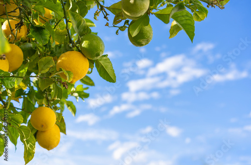 Lemon tree against blue sky in Obidos city in Portugal
