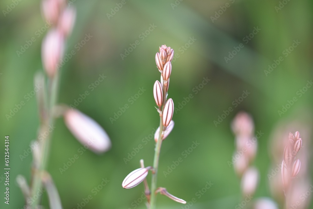 Small blooming pink flowers on the blurry background of the green field Small blooming pink flowers on the blurry background of the green field