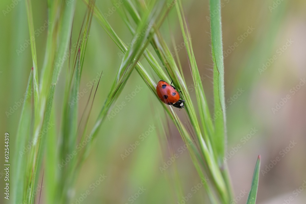 Obraz premium Red ladybug on the green grass in the field