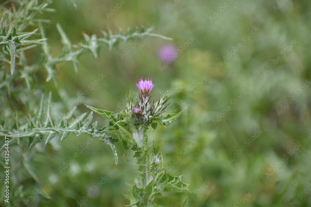 Thistle growing in the field in a selective focus Thistle growing in the field in a selective focus