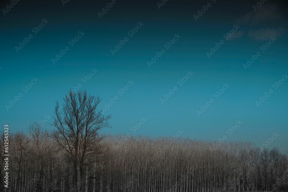 Scenic shot of dry winter trees on the background of the clear blue sky Scenic shot of dry winter trees on the background of the clear blue sky