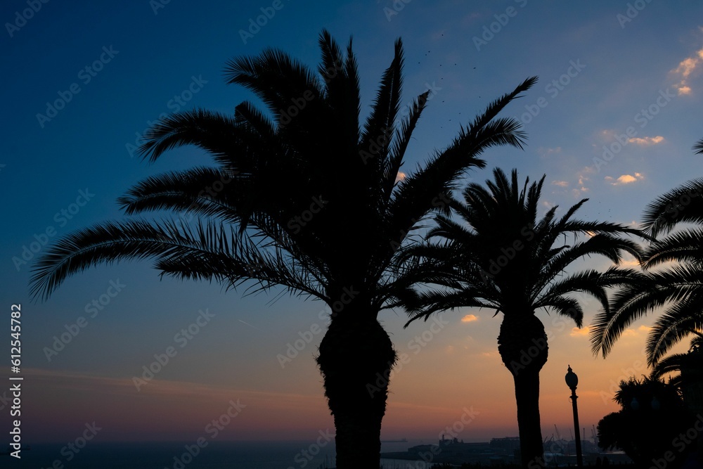 Palm tree silhouette with sunset sky on the background in Tarragona, Spain
