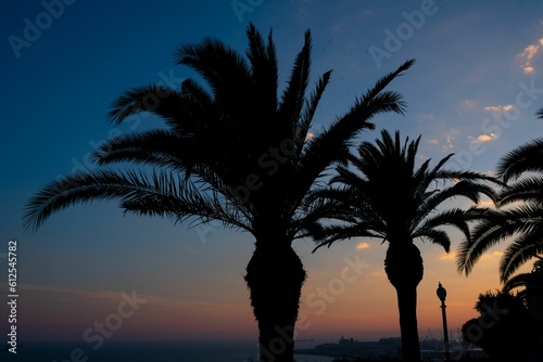 Palm tree silhouette with sunset sky on the background in Tarragona, Spain