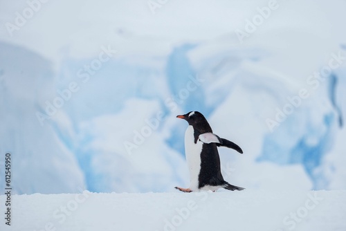 Close-up shot of a penguin in icy Antarctica