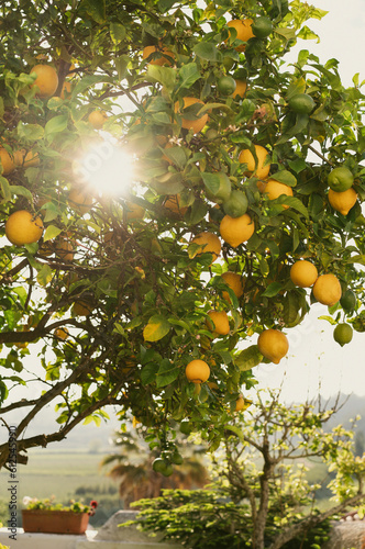 Lemon tree in the sun in the city of Obidos in Portugal