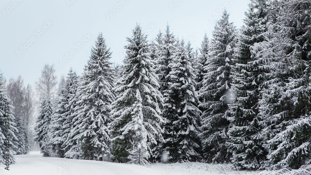 Snowy coniferous trees in the forest Snowy coniferous trees in the forest