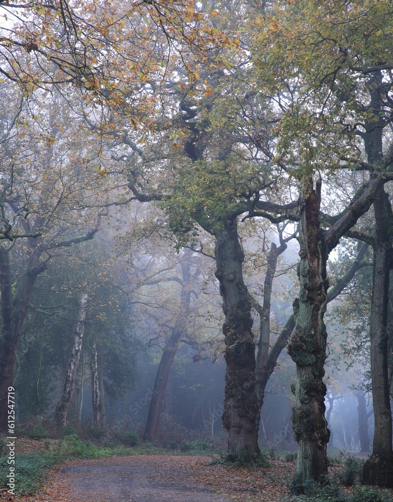 Fototapeta premium Vertical shot of the blossomed Sutton park in Birmingham, United Kingdom