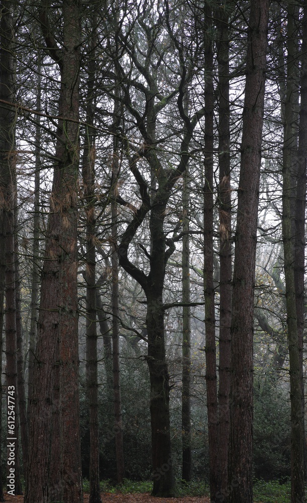 Vertical shot of leafless trees in Sutton park, Birmingham, UK