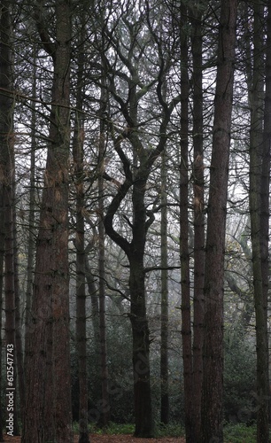 Vertical shot of leafless trees in Sutton park, Birmingham, UK