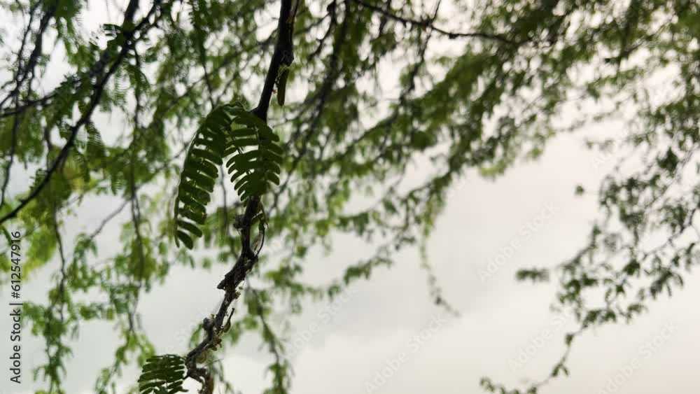 Moving branches of a tree with foggy lake on the background