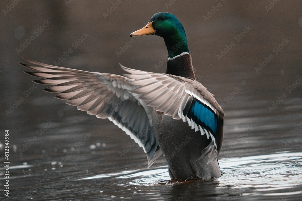 Close-up shot of a mallard duck in the calm lake - obrazy, fototapety, plakaty 