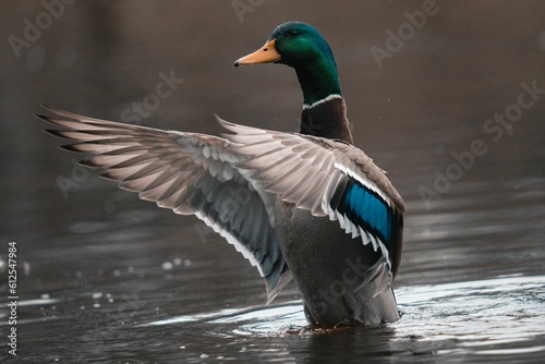Tableau sur toile Close-up shot of a mallard duck in the calm lake