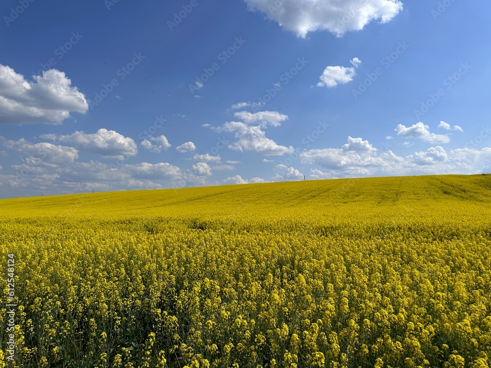 Obraz premium Rapeseed blooming with bright yellow flowers on a sunny summer day, agriculture, agronomy, nature, oilseeds.