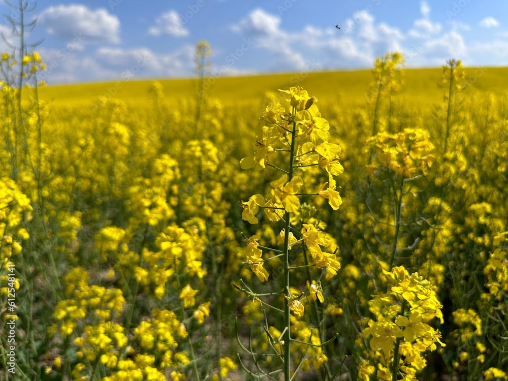 A field of blooming rapeseed in macro pictures. Close-up of yellow rapeseed flowers