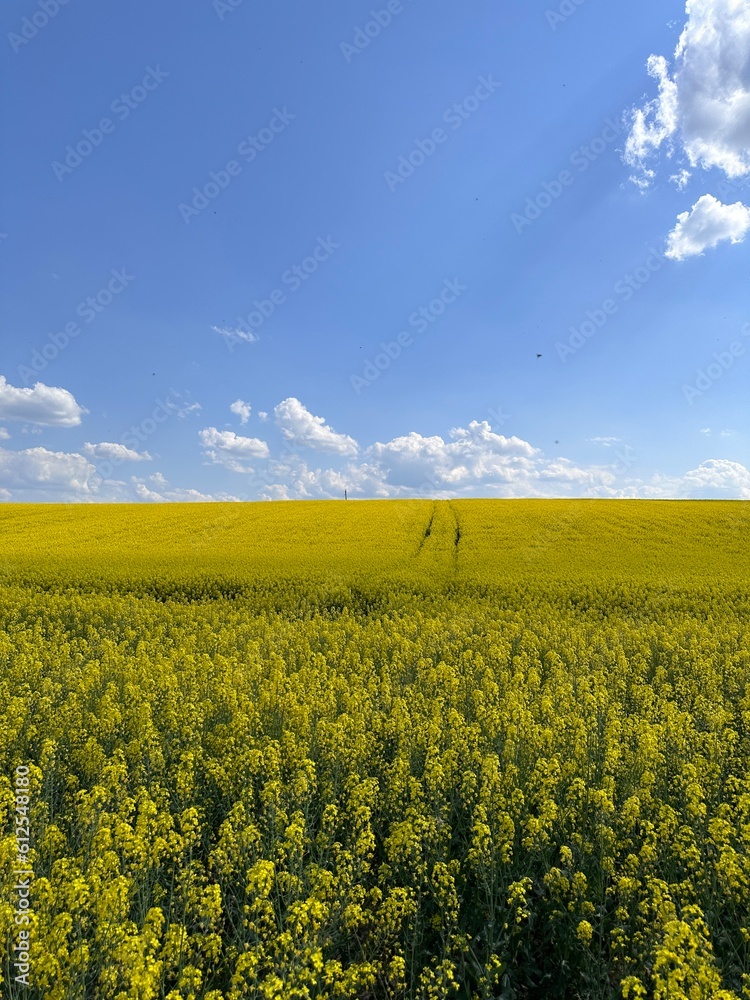 Obraz premium bright yellow rapeseed field in Ukraine, on a sunny day, fluffy clouds float in the blue sky, adding to the picturesqueness of the picture