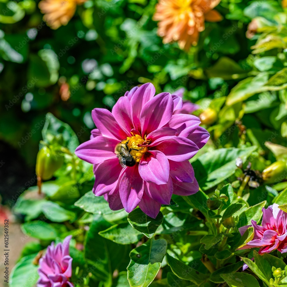 Fototapeta premium Closeup of a bee on a pink Dahlia pinnata flower on a sunny day