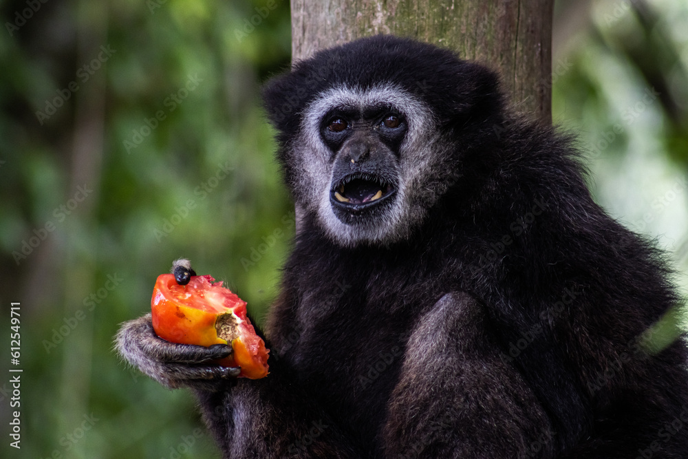 Fototapeta premium Lar gibbon eating a tomato while sitting on a tree branch. Scientific name hylobates lar, also known as the white-handed gibbon endangered primate.