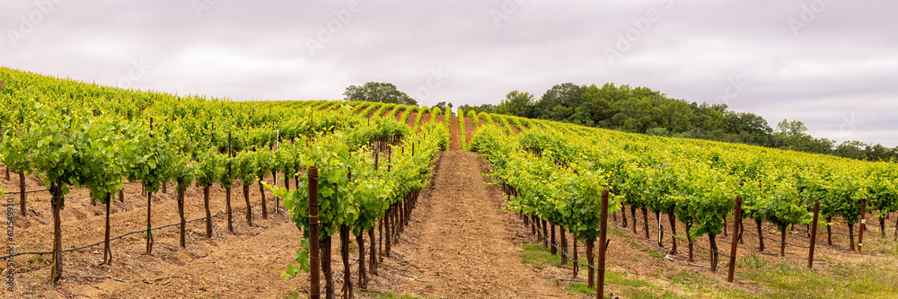 Panorama of a Vineyard with Oak Tree., Sonoma County, California, USA Panorama of a Vineyard with Oak Tree., Sonoma County, California, USA
