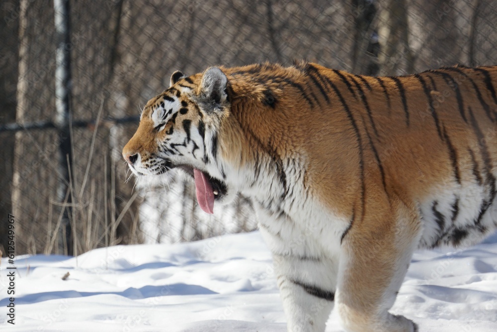 Siberian tiger yawning in the snowy field