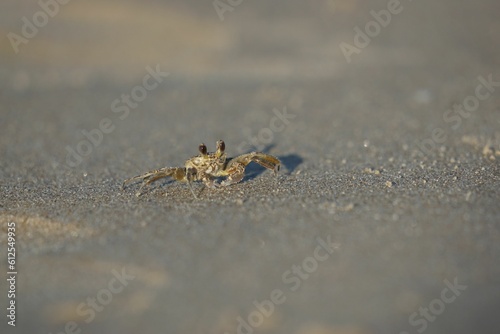 Sand crab on a beach in Texas.