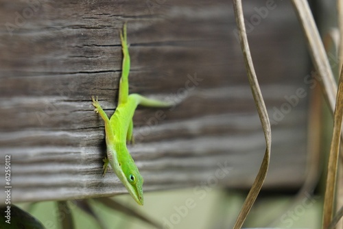 Selective shot of a green anole reptile.