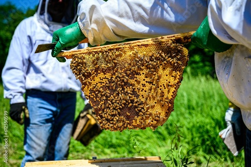 Beekeeper holding a hive frame with honeycombs. Apiculture.