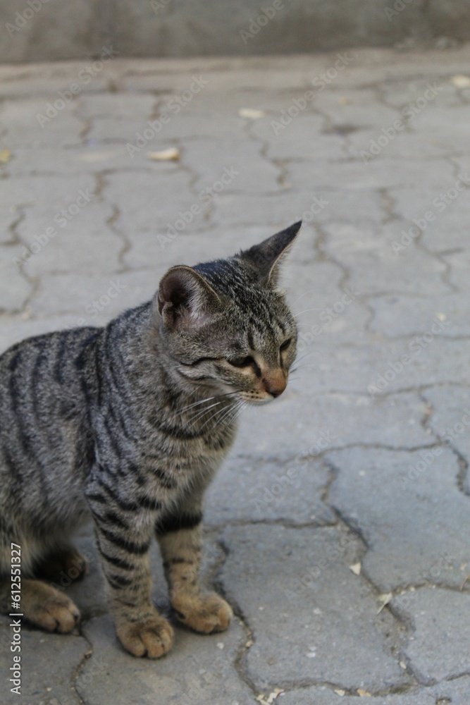 Vertical shot of a cute tabby cat standing on the street and looking at something
