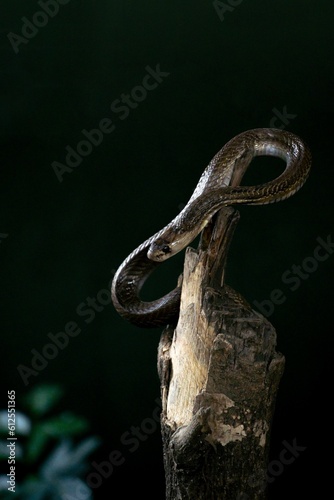 Vertical shot of a snake on a tree log