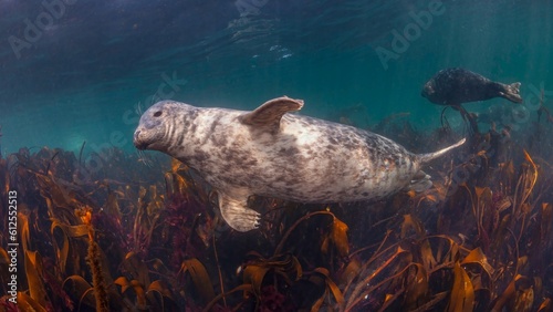 Cute common seal (Phoca vitulina) swimming underwater in Farne Islands, England
