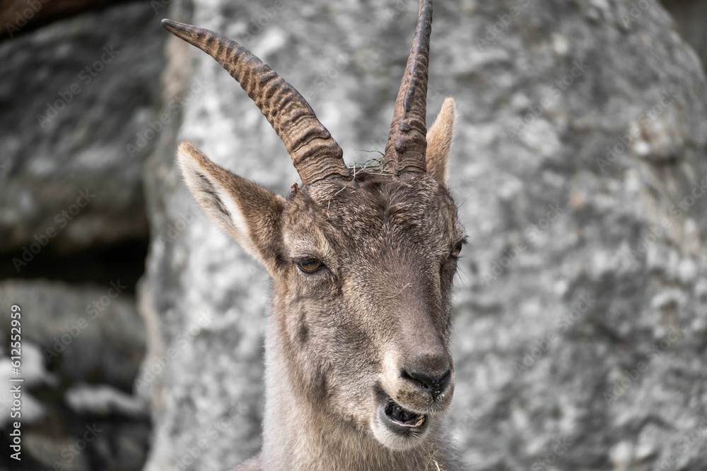 Selective focus shot of Alpine ibex (Capra ibex)