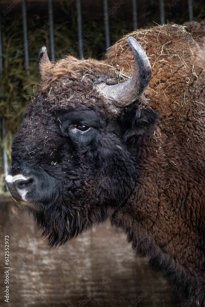 Closeup shot of bison at the zoo Closeup shot of bison at the zoo