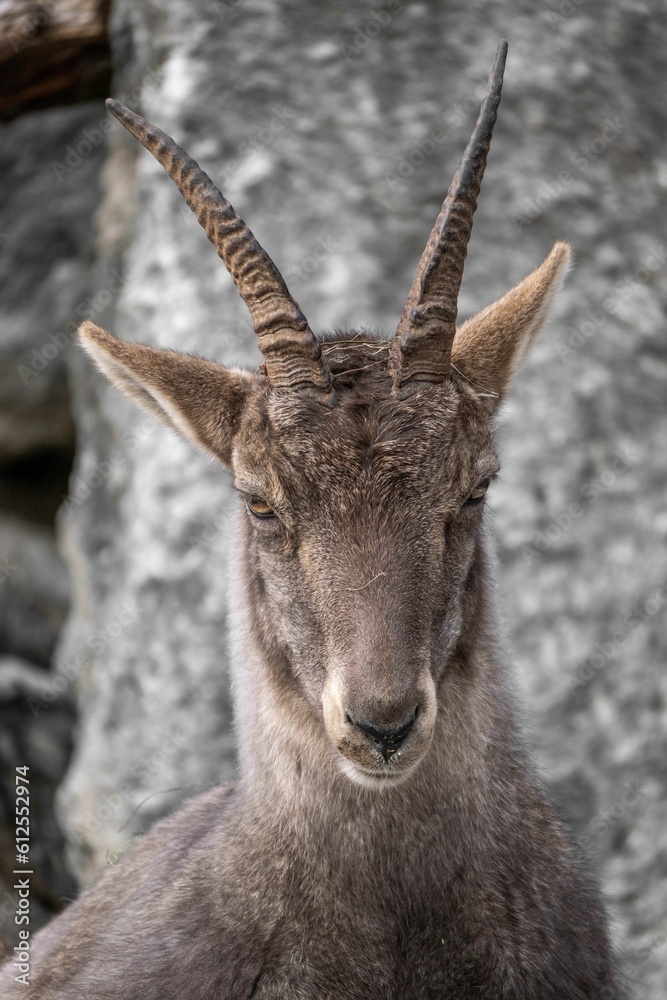 Selective focus shot of Alpine ibex (Capra ibex)