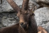 Closeup shot of Alpine ibex (Capra ibex)