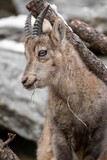Closeup shot of Alpine ibex baby (Capra ibex)