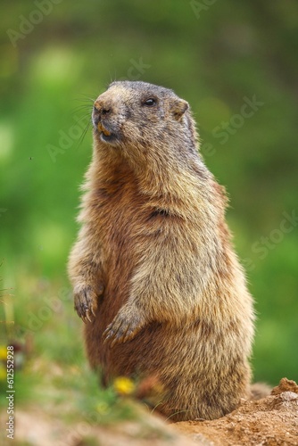 Vertical shot of a woodchuck (Marmota monax) looking aside