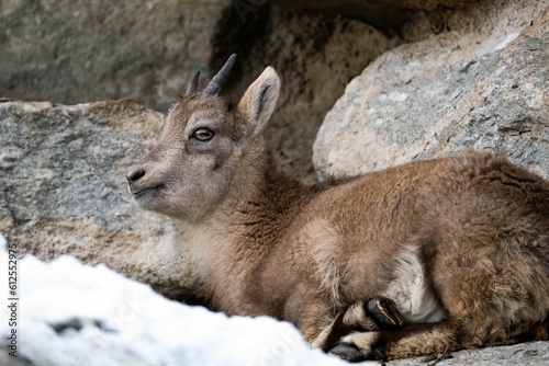 Closeup shot of Alpine ibex baby (Capra ibex) © Tobias Gröfler/Wirestock Creators