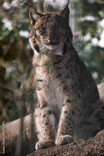 Selective focus shot of lynx in the forest © Tobias Gröfler/Wirestock Creators