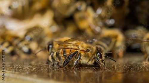 Selective shot of a honey bee