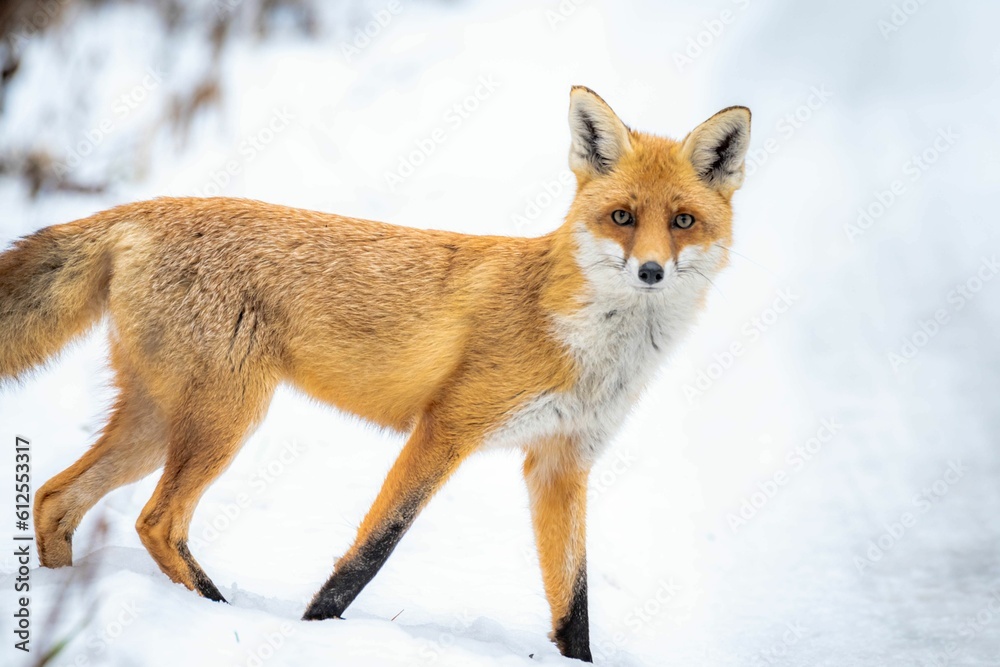 Red fox walking through the snow in the woods on a snowy day