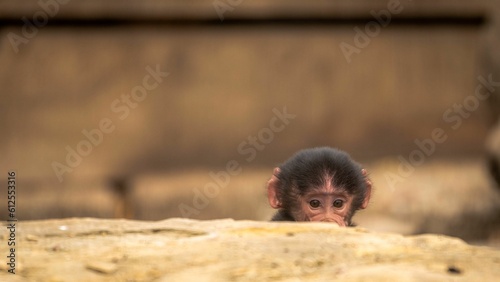 Close-up shot of a Hamadryas baboon hiding behind a rocky surface with a blurred background photo
