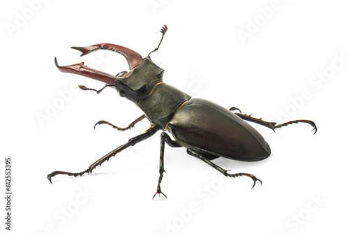 Stag beetle isolated on white background (Lucanus Cervus)
