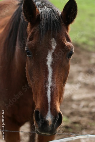 Vertical shot of the snout of a beautiful brown horse with the field in the blurred background © Robert G25/Wirestock Creators
