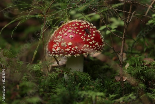 Red Fly agaric (Amanita muscaria) grown in a forest with plants in the background
