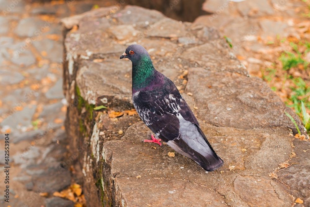 Closeup shot of a feral pigeon walking on the ground Closeup shot of a feral pigeon walking on the ground